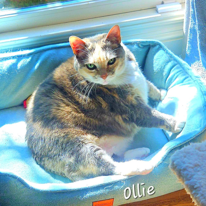 Blue Ribbon Cat Sitter Of Queen City