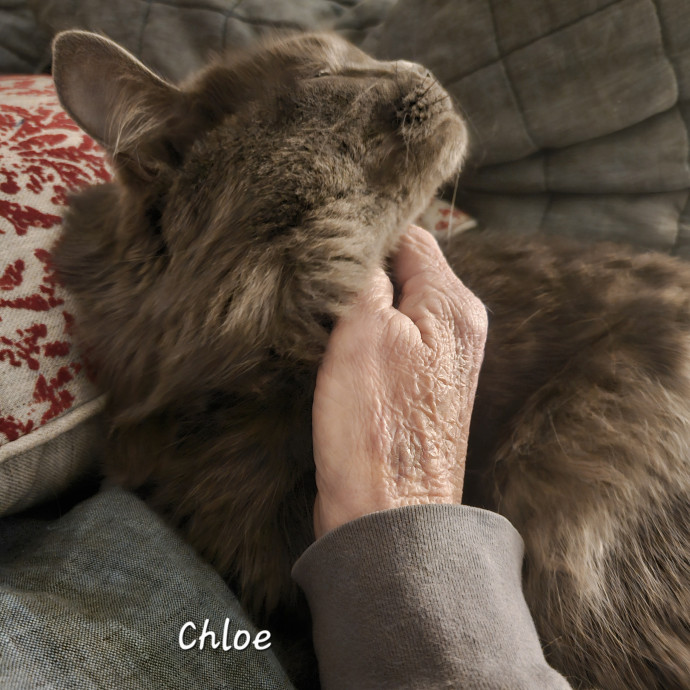 Blue Ribbon Cat Sitter Of Queen City