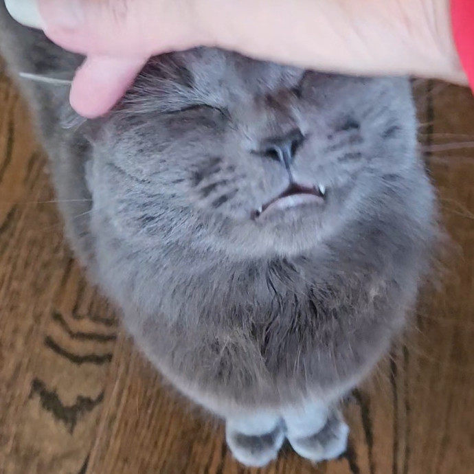Blue Ribbon Cat Sitter Of Queen City