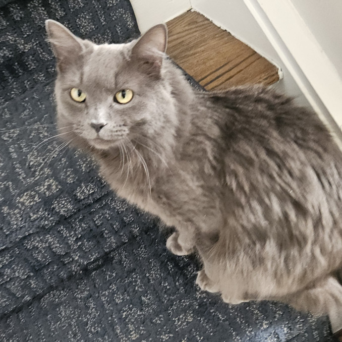 Blue Ribbon Cat Sitter Of Queen City