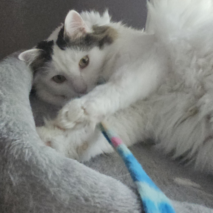Blue Ribbon Cat Sitter Of Queen City