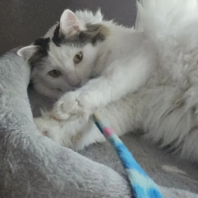 Blue Ribbon Cat Sitter Of Queen City
