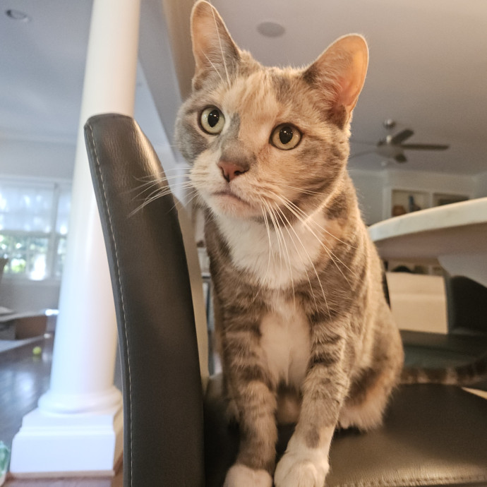 Blue Ribbon Cat Sitter Of Queen City
