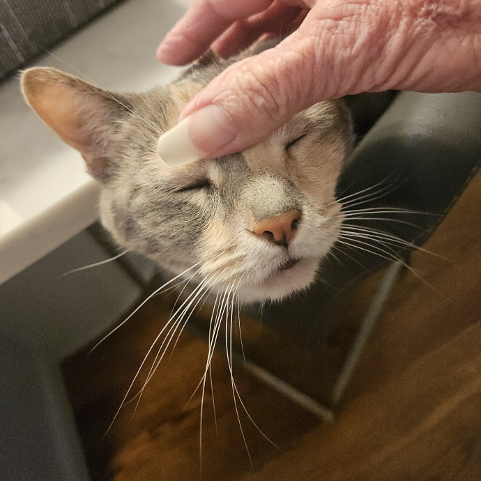 Blue Ribbon Cat Sitter Of Queen City