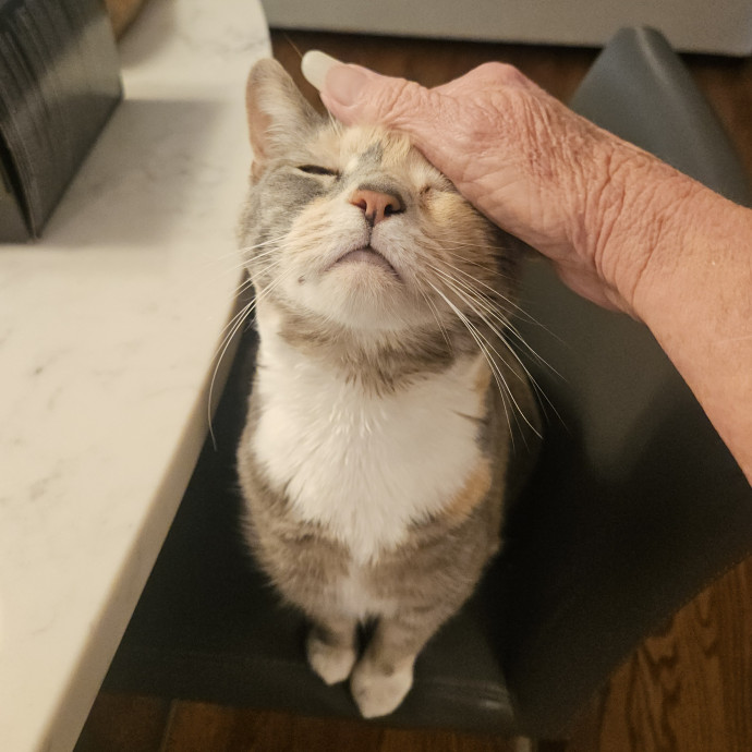 Blue Ribbon Cat Sitter Of Queen City