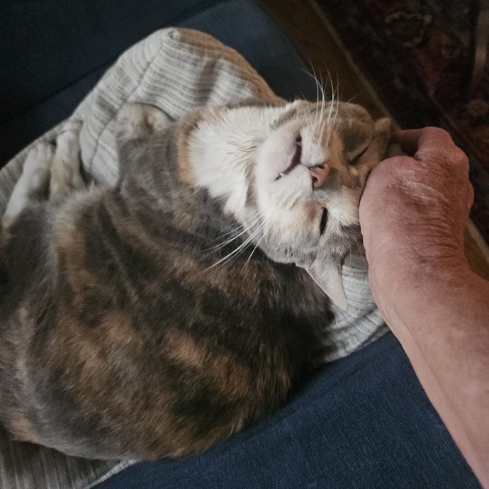 Blue Ribbon Cat Sitter Of Queen City