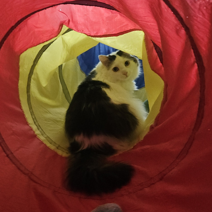 Blue Ribbon Cat Sitter Of Queen City