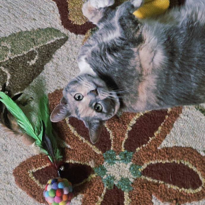 Blue Ribbon Cat Sitter Of Queen City