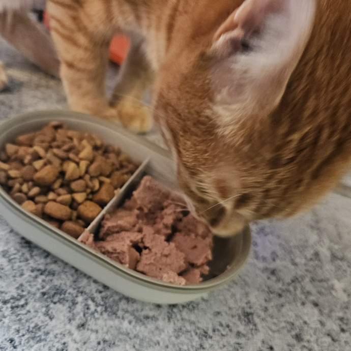 Blue Ribbon Cat Sitter Of Queen City