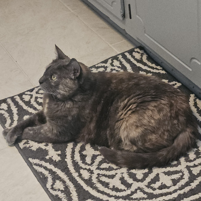 Blue Ribbon Cat Sitter Of Queen City