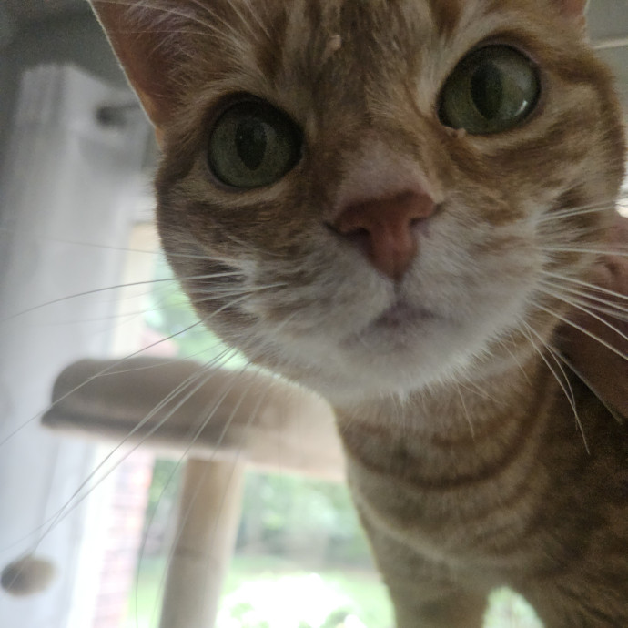 Blue Ribbon Cat Sitter Of Queen City