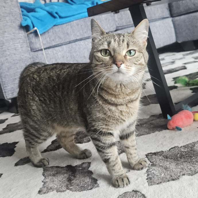 Blue Ribbon Cat Sitter Of Queen City