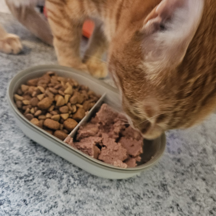 Blue Ribbon Cat Sitter Of Queen City