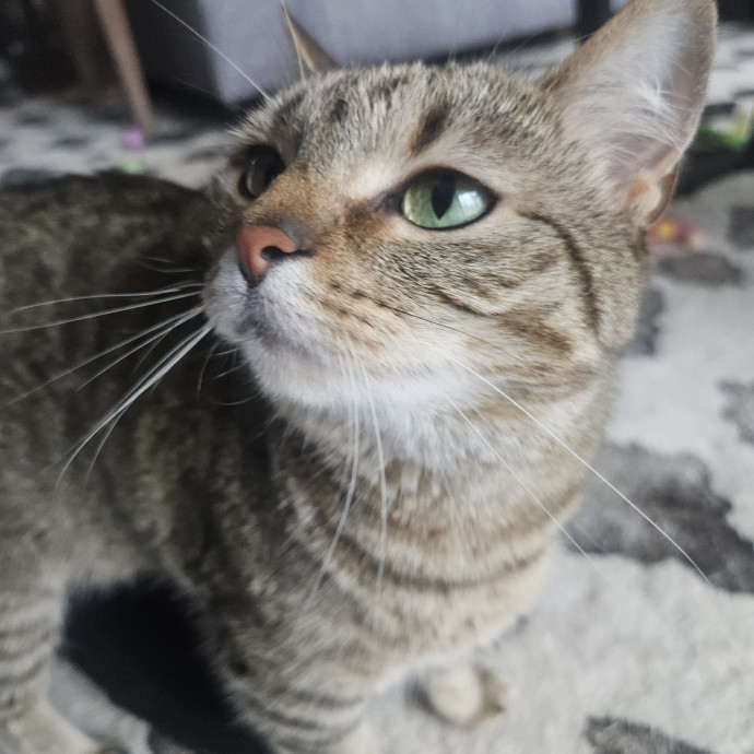 Blue Ribbon Cat Sitter Of Queen City