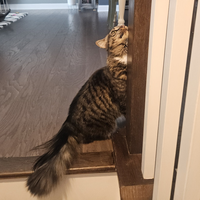 Blue Ribbon Cat Sitter Of Queen City
