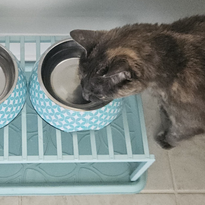 Blue Ribbon Cat Sitter Of Queen City