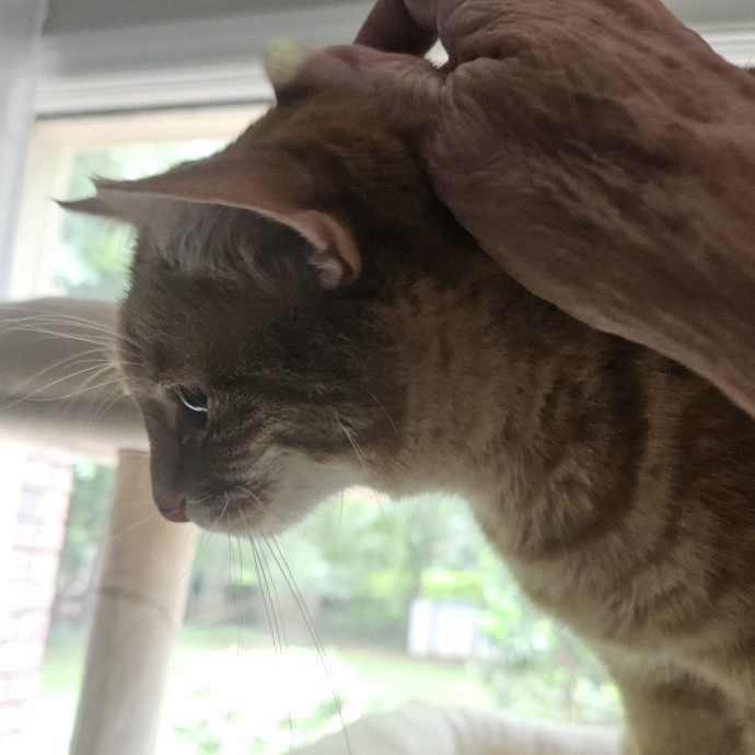 Blue Ribbon Cat Sitter Of Queen City