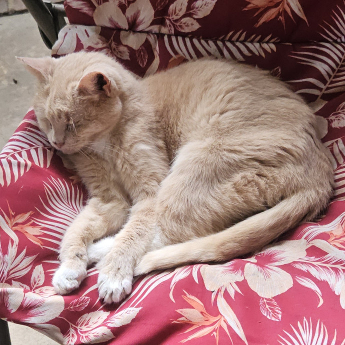 Blue Ribbon Cat Sitter Of Queen City