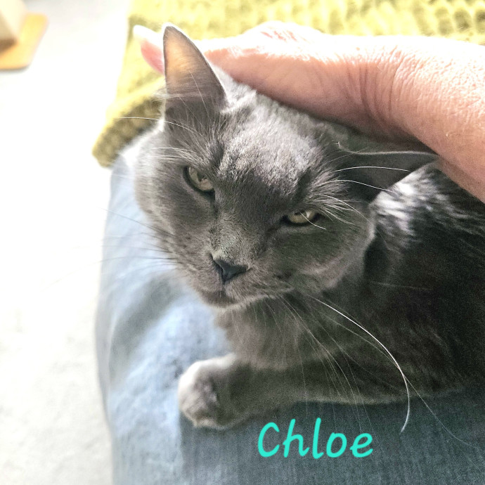 Blue Ribbon Cat Sitter Of Queen City