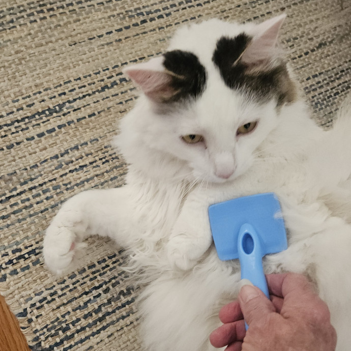 Blue Ribbon Cat Sitter Of Queen City
