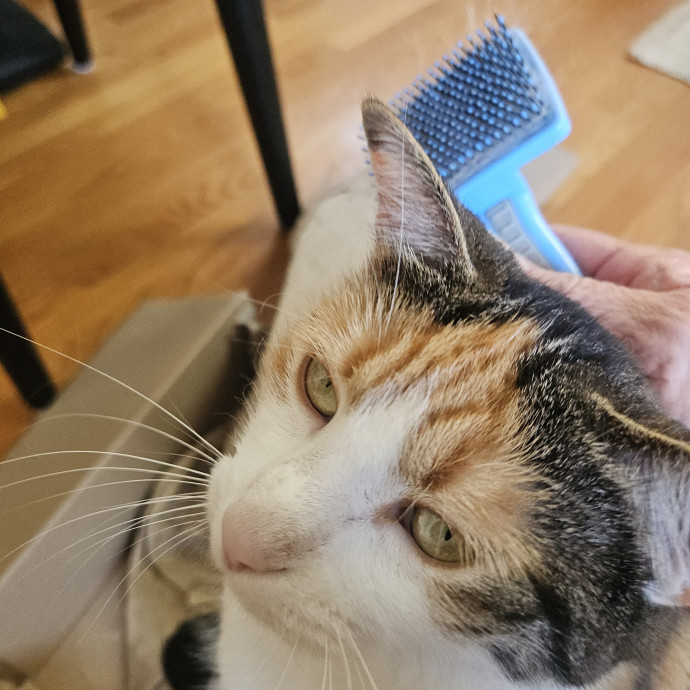 Blue Ribbon Cat Sitter Of Queen City