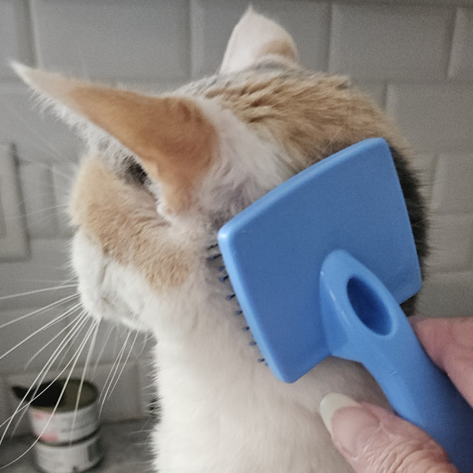 Blue Ribbon Cat Sitter Of Queen City
