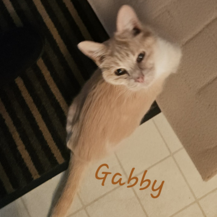 Blue Ribbon Cat Sitter Of Queen City