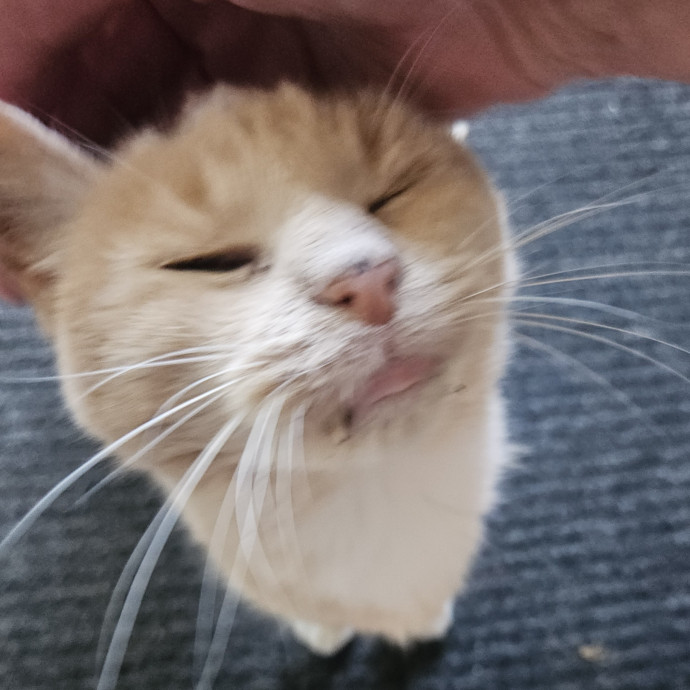 Blue Ribbon Cat Sitter Of Queen City