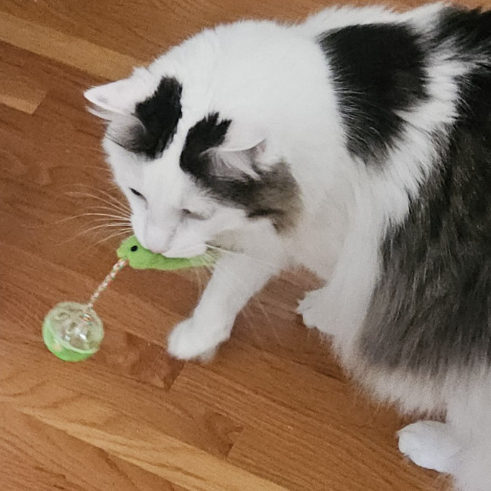 Blue Ribbon Cat Sitter Of Queen City