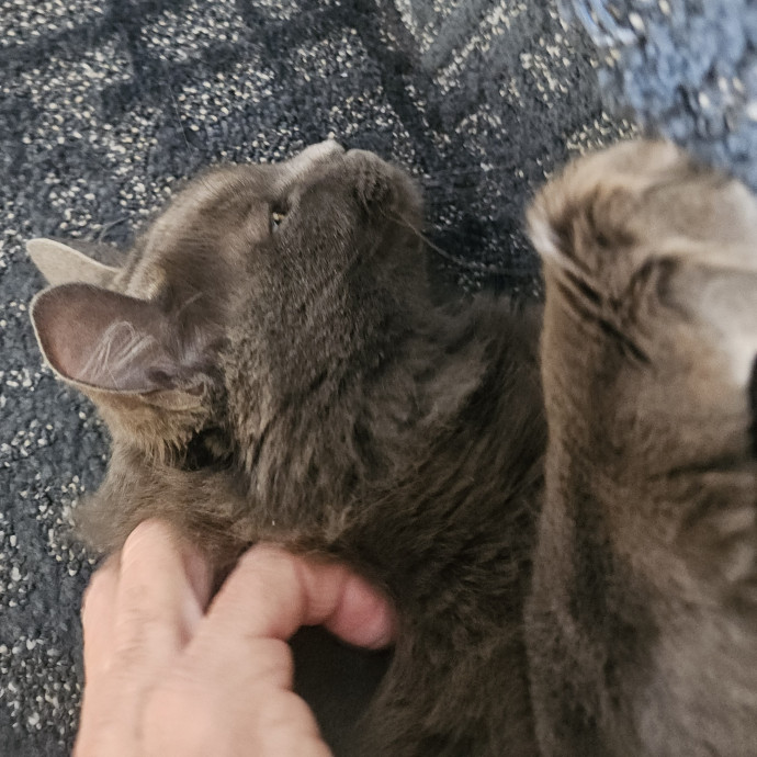 Blue Ribbon Cat Sitter Of Queen City