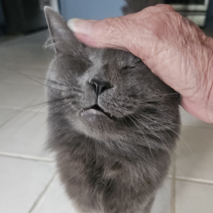 Blue Ribbon Cat Sitter Of Queen City