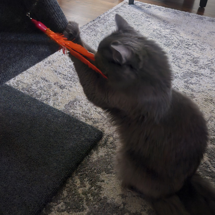 Blue Ribbon Cat Sitter Of Queen City
