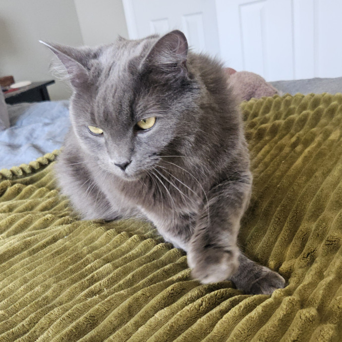 Blue Ribbon Cat Sitter Of Queen City