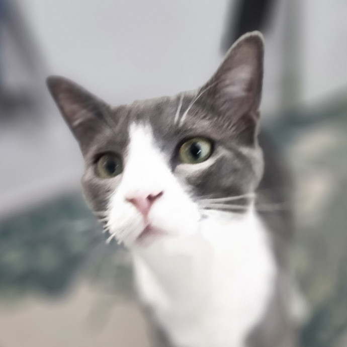 Blue Ribbon Cat Sitter Of Queen City