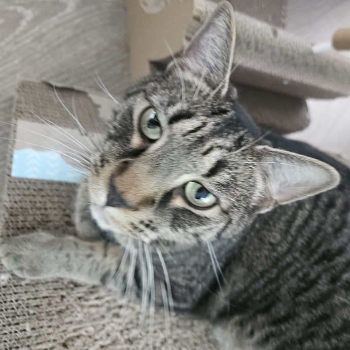 Blue Ribbon Cat Sitter Of Queen City
