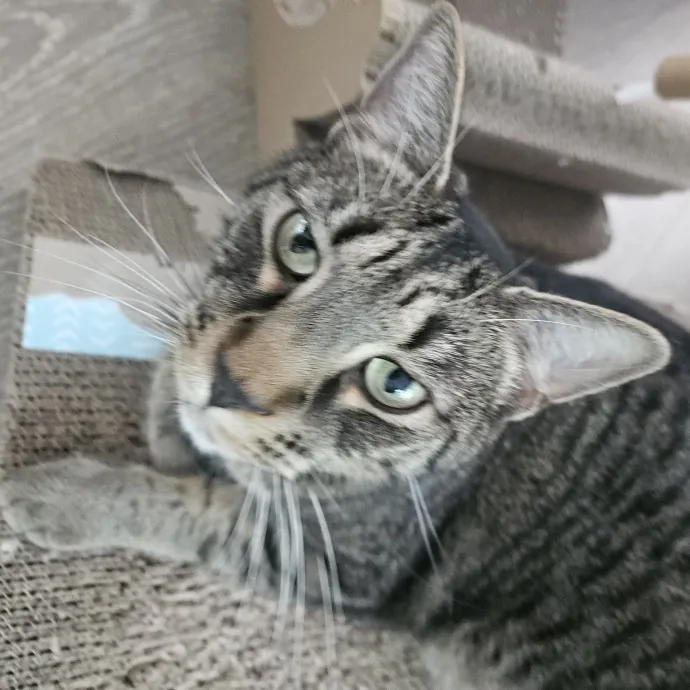 Blue Ribbon Cat Sitter Of Queen City