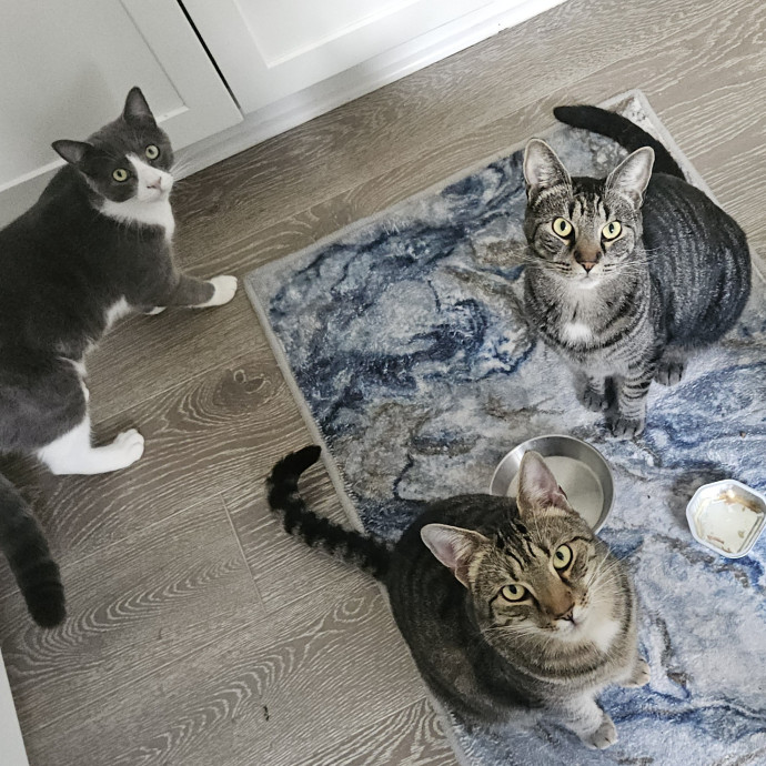Blue Ribbon Cat Sitter Of Queen City