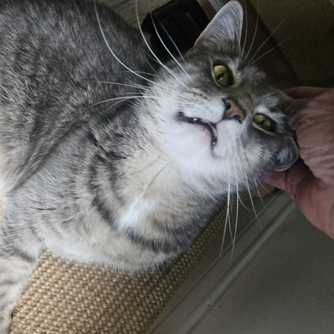 Blue Ribbon Cat Sitter Of Queen City