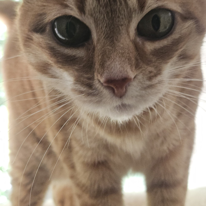 Blue Ribbon Cat Sitter Of Queen City