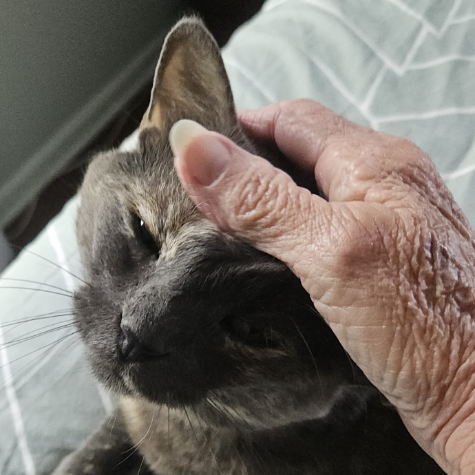 Blue Ribbon Cat Sitter Of Queen City