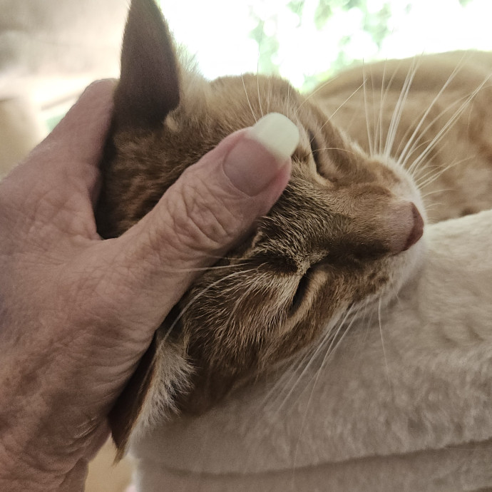 Blue Ribbon Cat Sitter Of Queen City