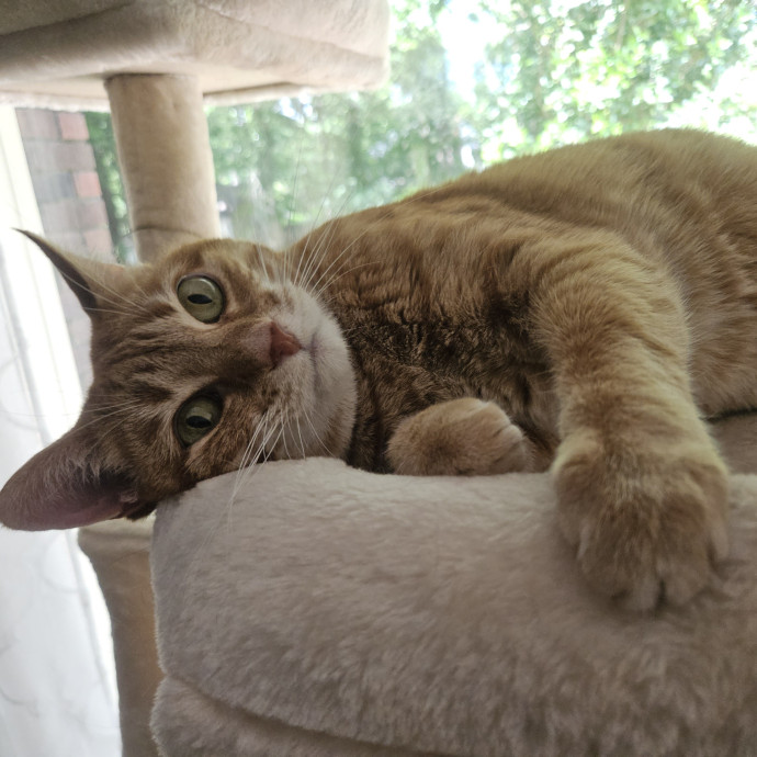 Blue Ribbon Cat Sitter Of Queen City