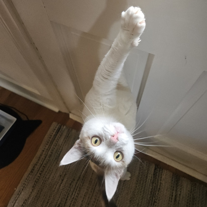 Blue Ribbon Cat Sitter Of Queen City