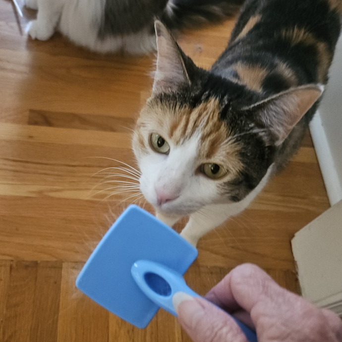 Blue Ribbon Cat Sitter Of Queen City