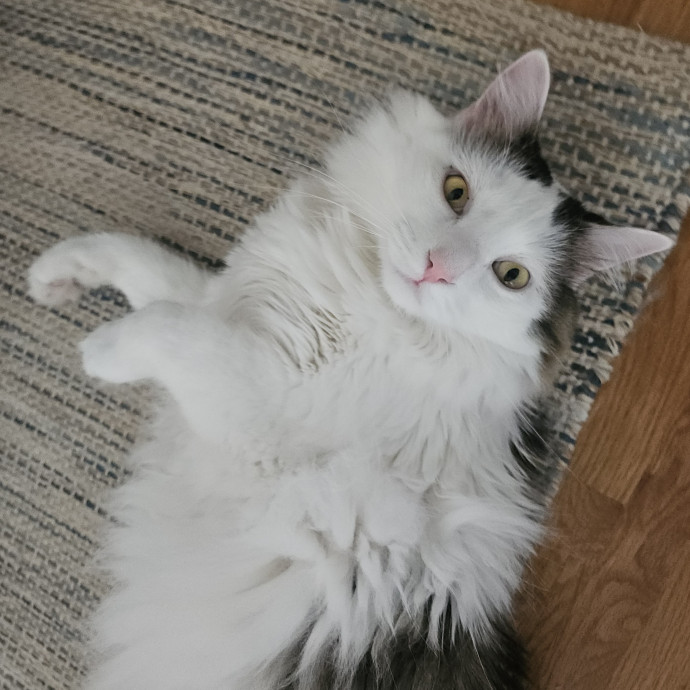 Blue Ribbon Cat Sitter Of Queen City