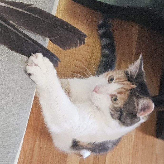 Blue Ribbon Cat Sitter Of Queen City