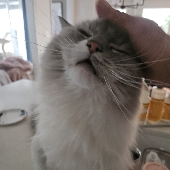Blue Ribbon Cat Sitter Of Queen City