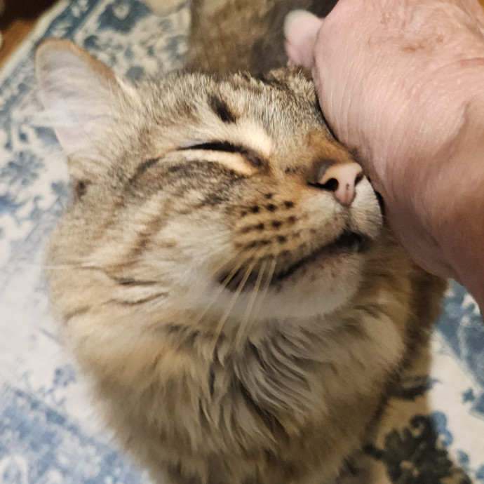 Blue Ribbon Cat Sitter Of Queen City