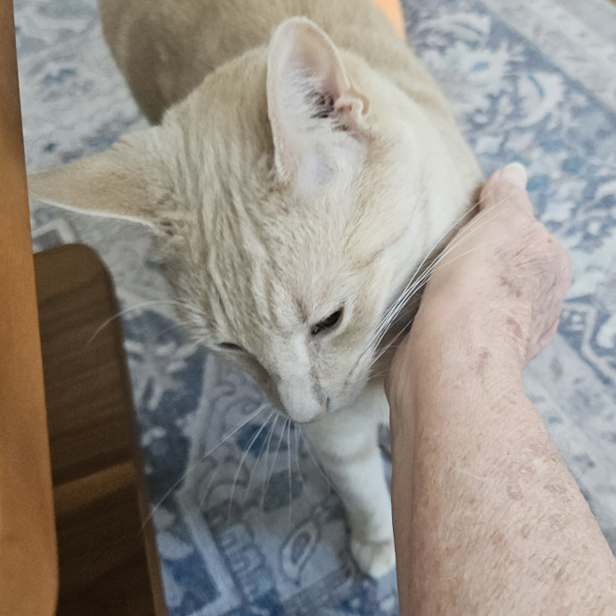 Blue Ribbon Cat Sitter Of Queen City