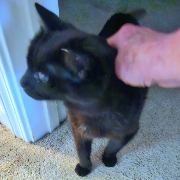 Blue Ribbon Cat Sitter Of Queen City